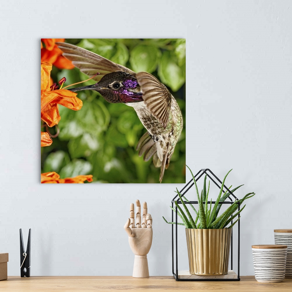 A bohemian room featuring Costa's Hummingbird on Cape Honeysuckle.
