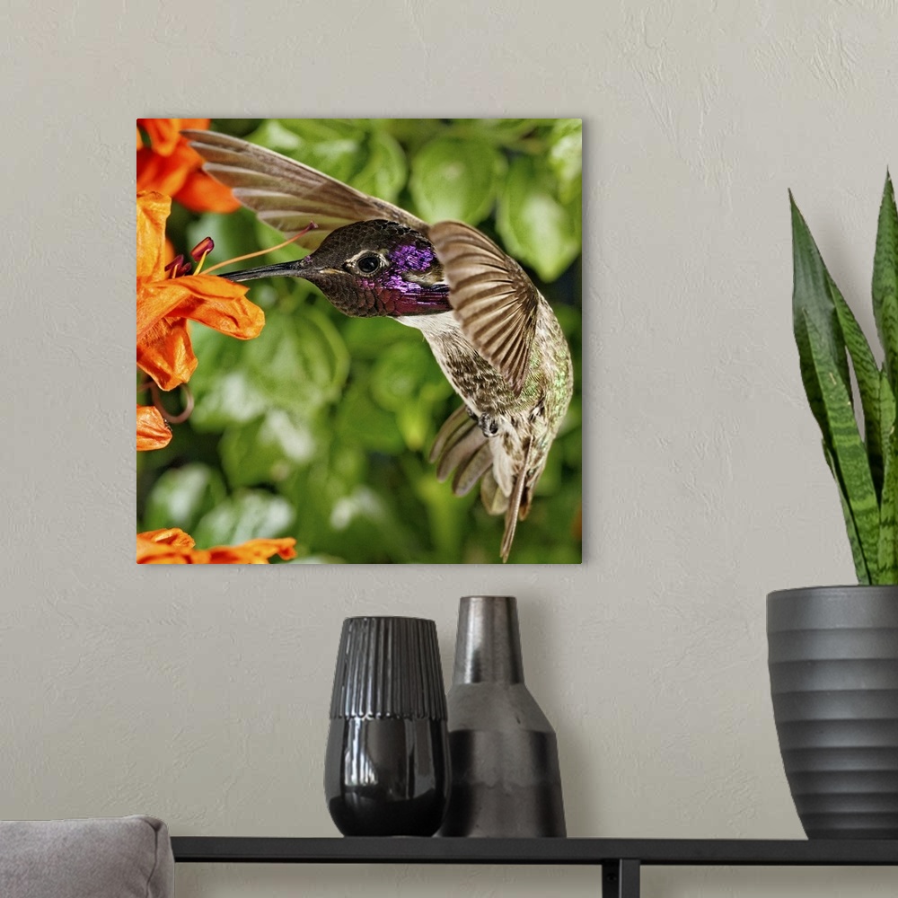 A modern room featuring Costa's Hummingbird on Cape Honeysuckle.