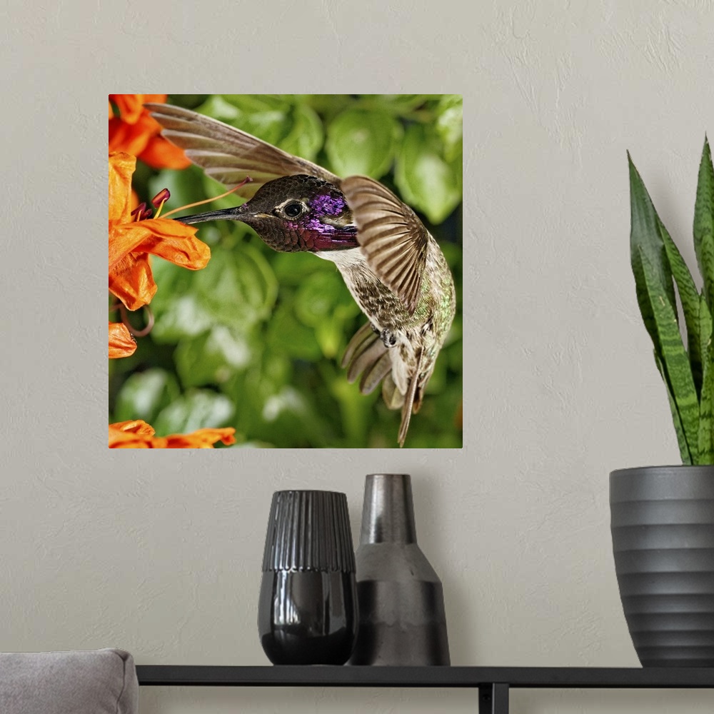 A modern room featuring Costa's Hummingbird on Cape Honeysuckle.