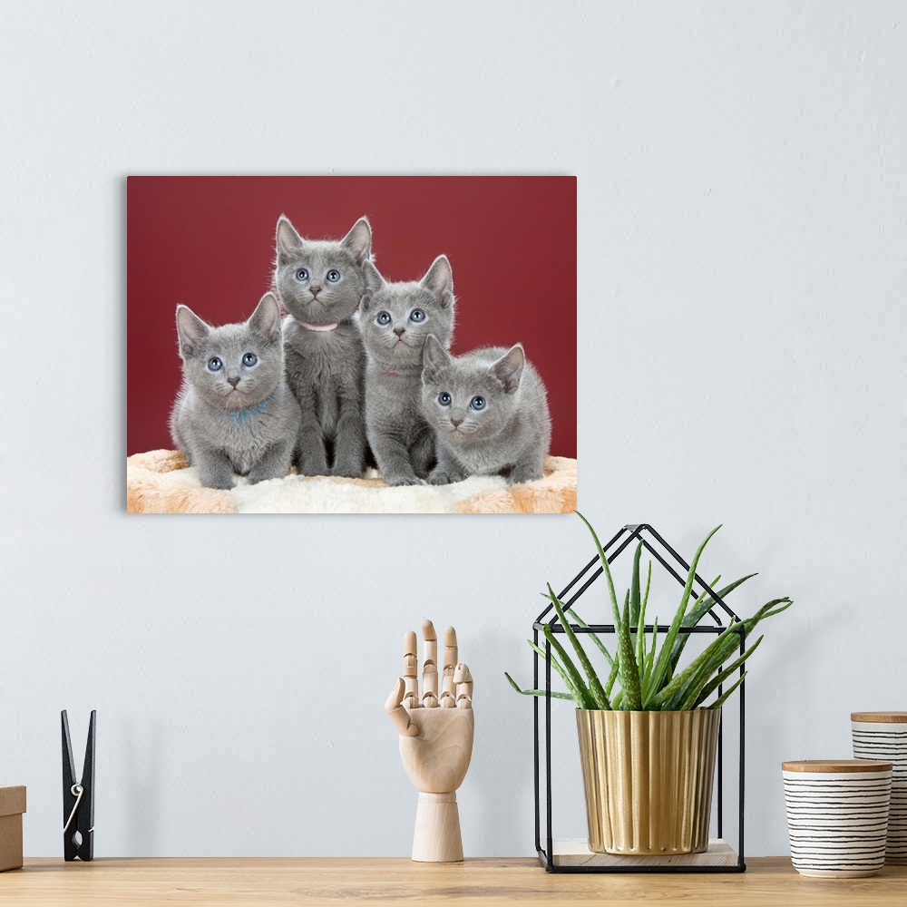 A bohemian room featuring Four grey kittens in studio photo.