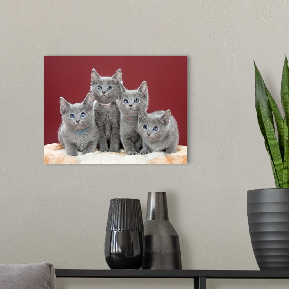A modern room featuring Four grey kittens in studio photo.