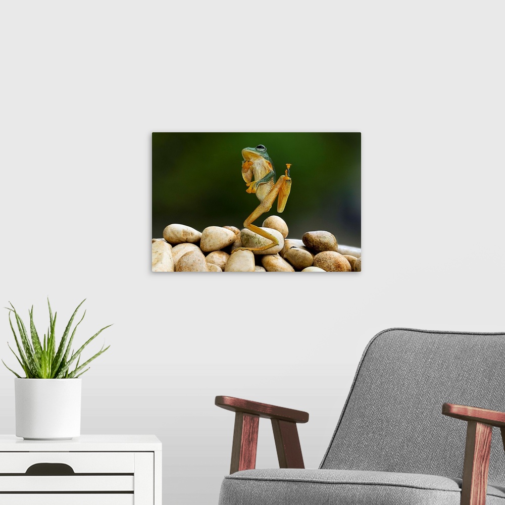 A modern room featuring A tree frog appearing to strike an amusing pose.