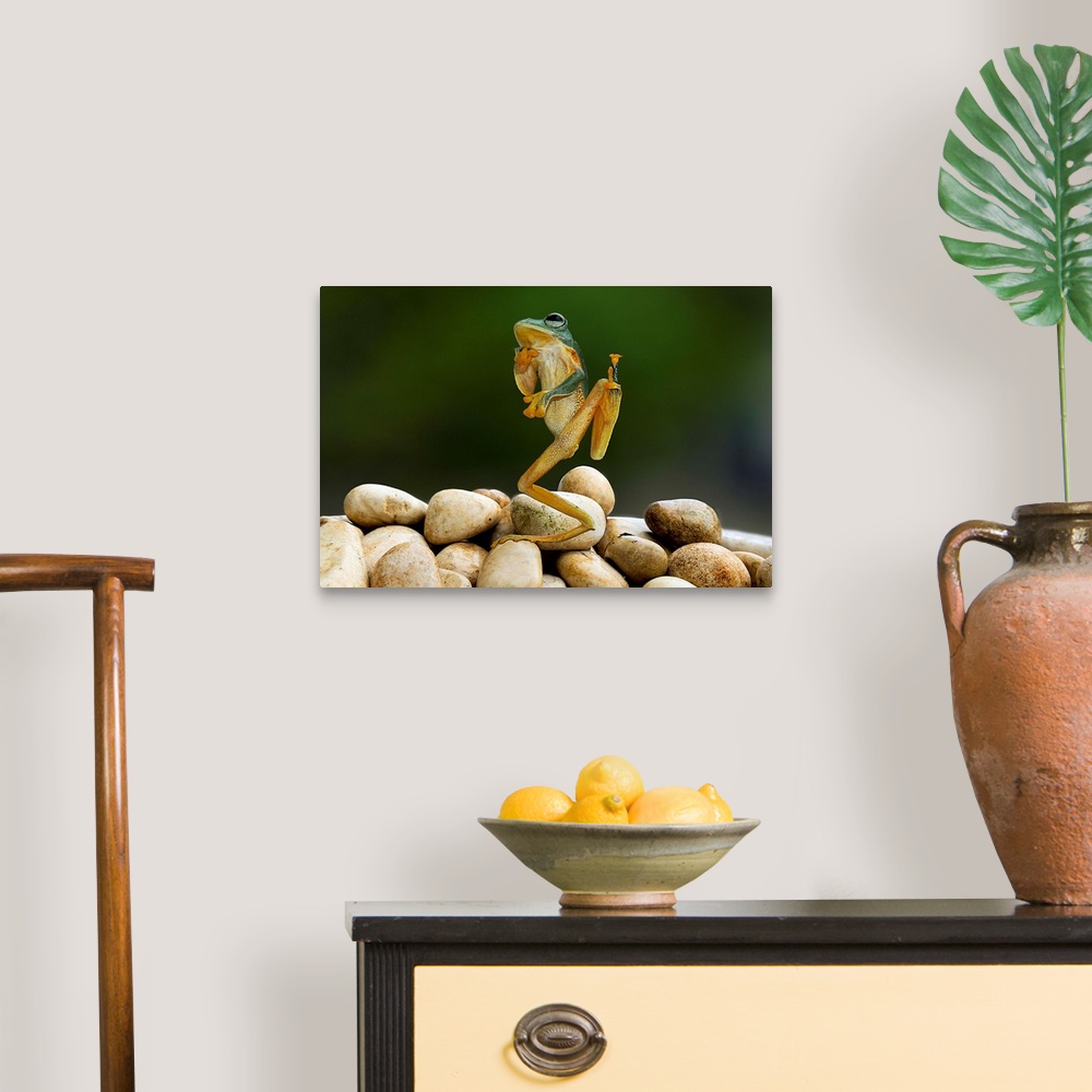 A traditional room featuring A tree frog appearing to strike an amusing pose.