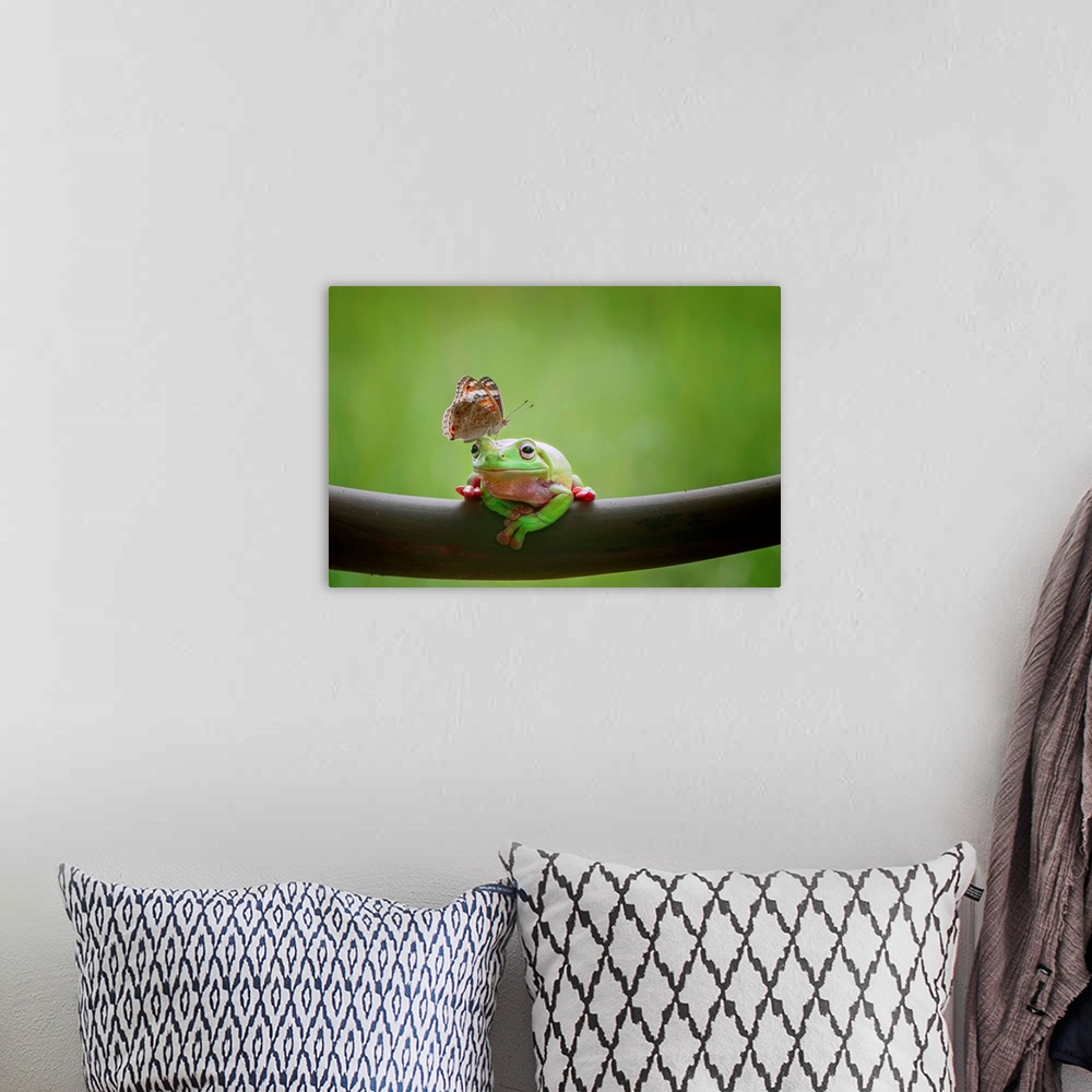 A bohemian room featuring A tree frog appears undisturbed by a butterfly on its head.
