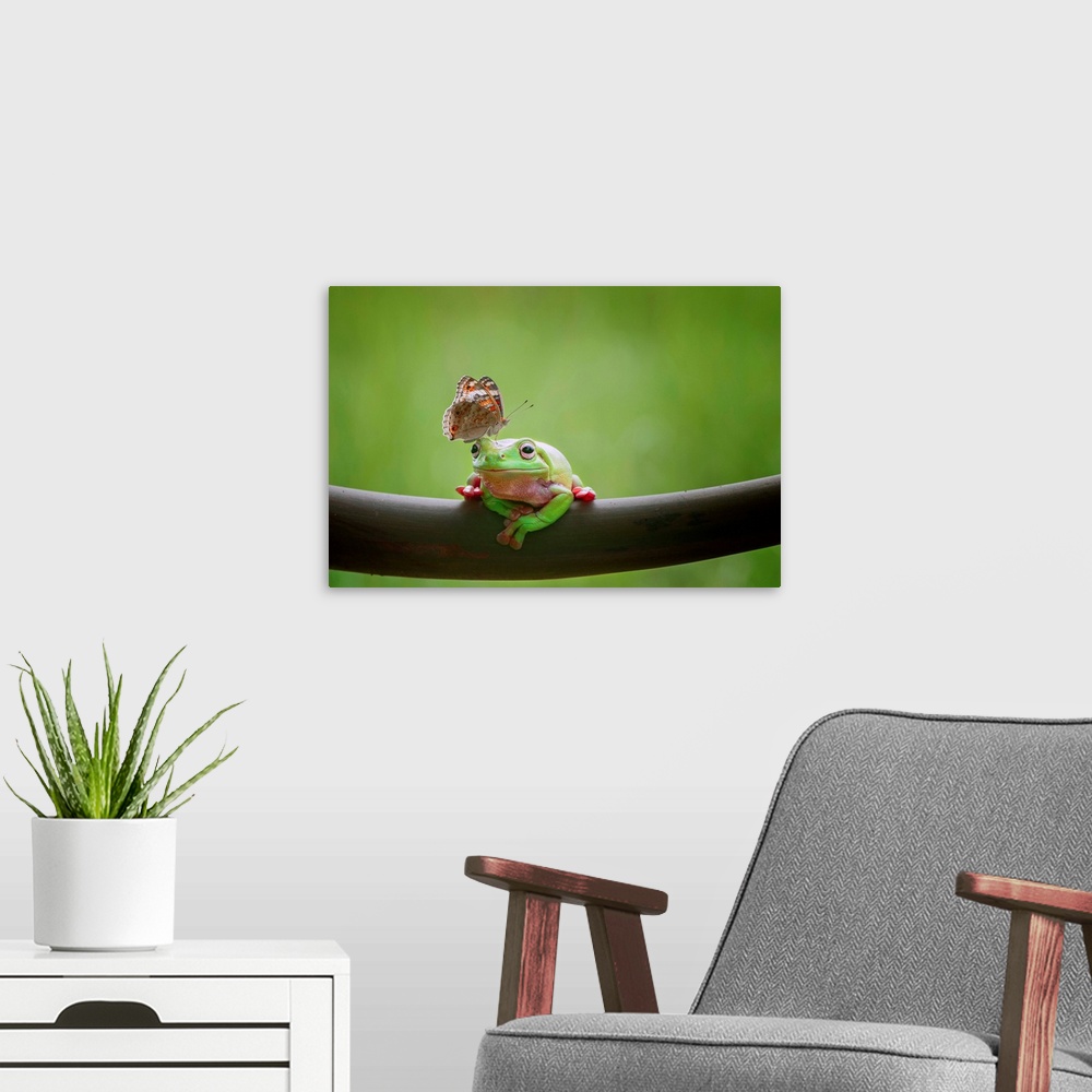 A modern room featuring A tree frog appears undisturbed by a butterfly on its head.