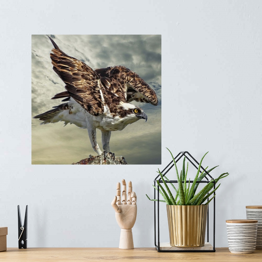 A bohemian room featuring A Osprey, also known as a Seahawk, landing on a tree.