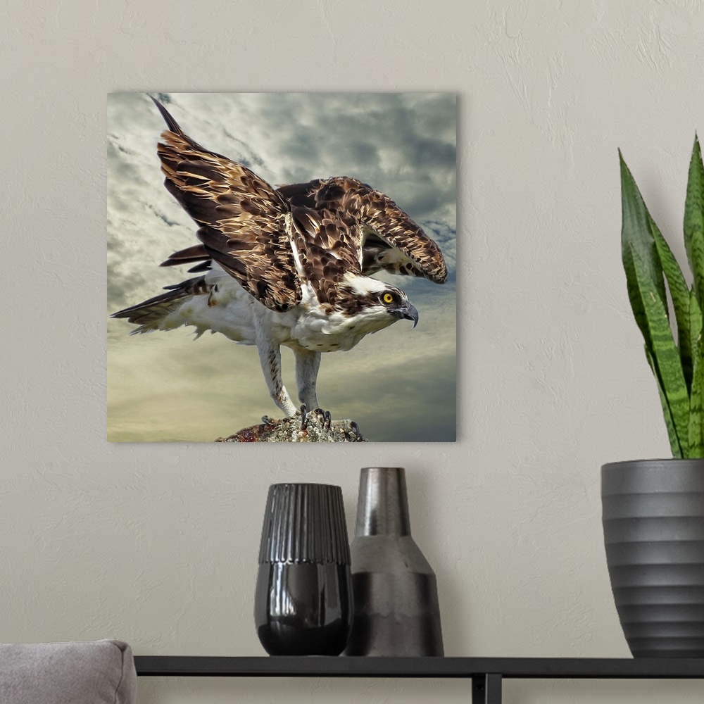 A modern room featuring A Osprey, also known as a Seahawk, landing on a tree.