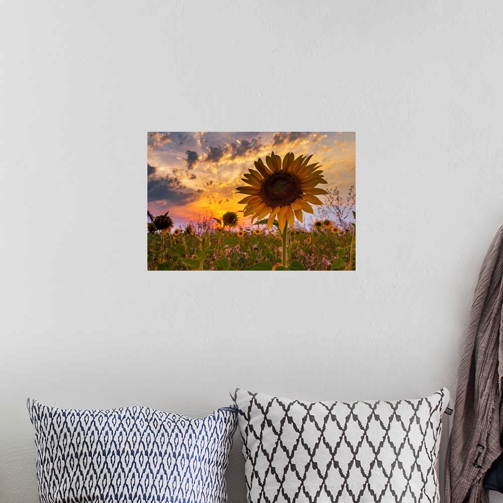 A bohemian room featuring A sunflower with dramatic lighting from the setting sun and a cloudy sky.