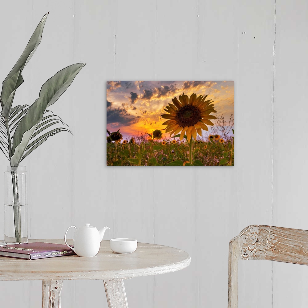 A farmhouse room featuring A sunflower with dramatic lighting from the setting sun and a cloudy sky.