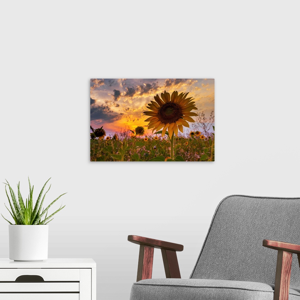 A modern room featuring A sunflower with dramatic lighting from the setting sun and a cloudy sky.