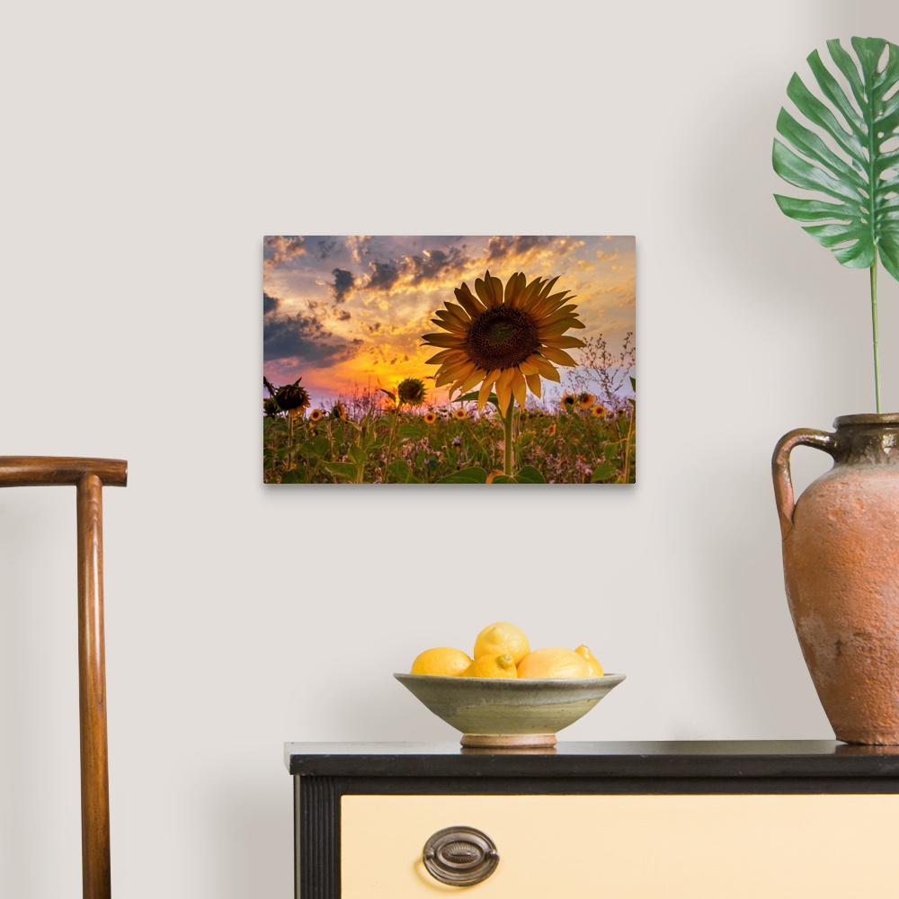 A traditional room featuring A sunflower with dramatic lighting from the setting sun and a cloudy sky.