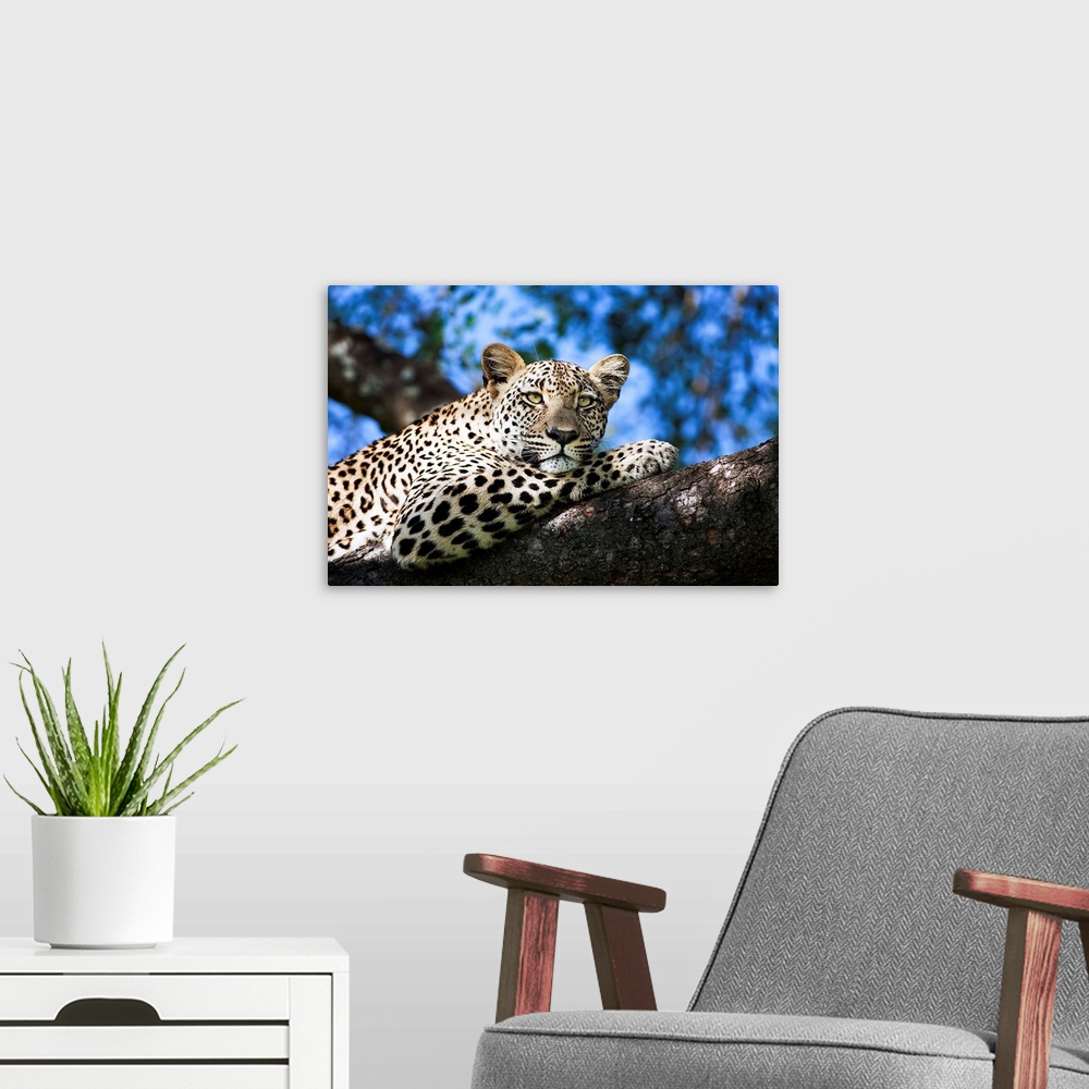A modern room featuring Leopard resting in a tree, under a blue sky.