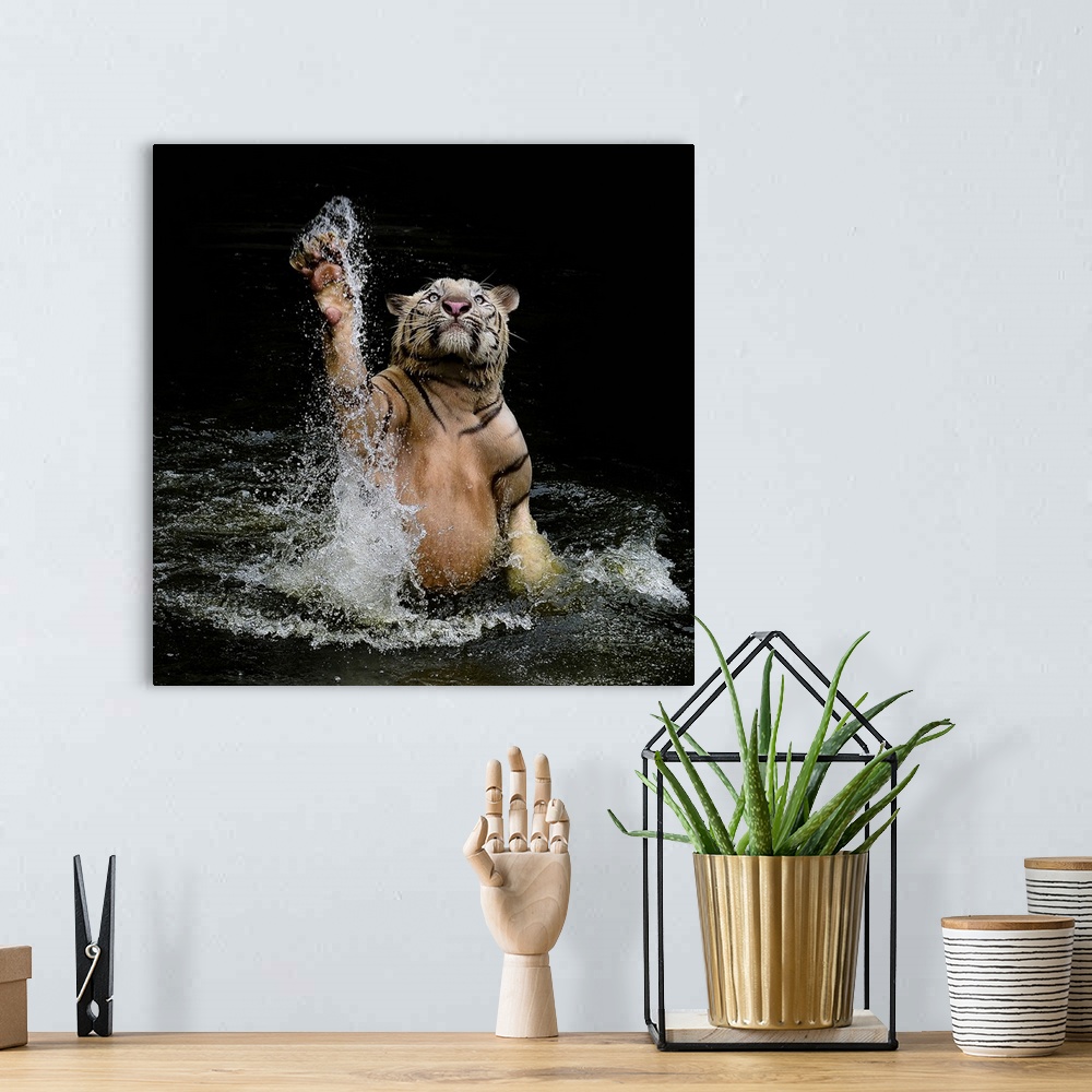 A bohemian room featuring Photograph of a tiger leaping from shallow water and splashing it up all around him.