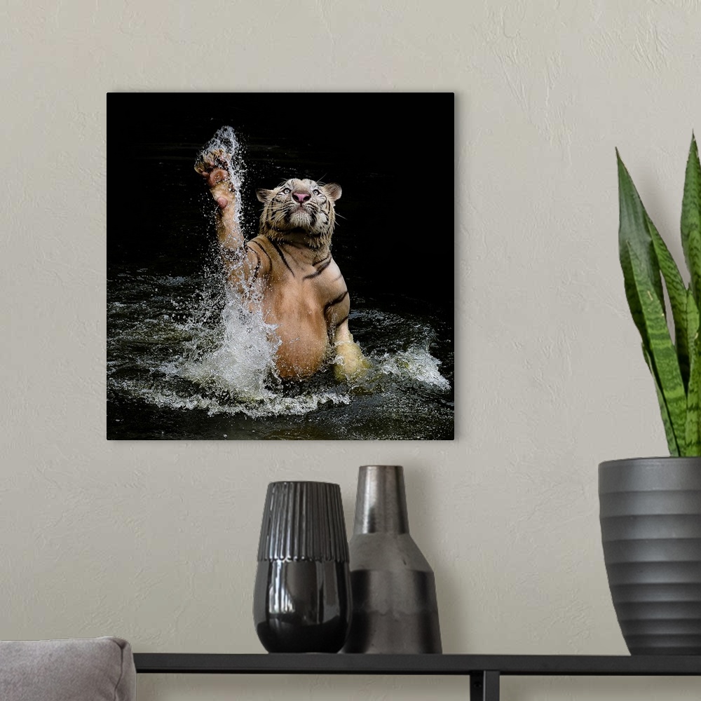 A modern room featuring Photograph of a tiger leaping from shallow water and splashing it up all around him.