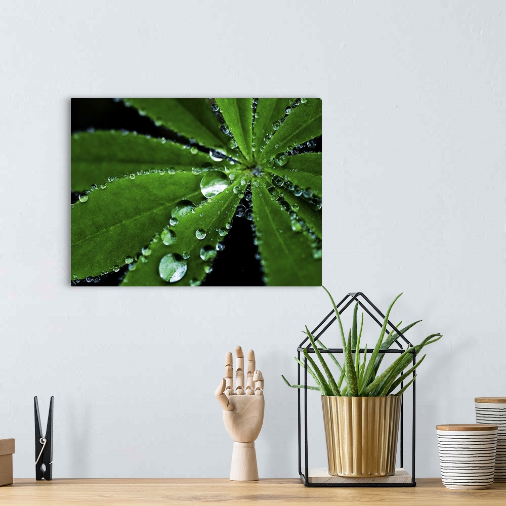 A bohemian room featuring Raindrops on a Lupin leaf.