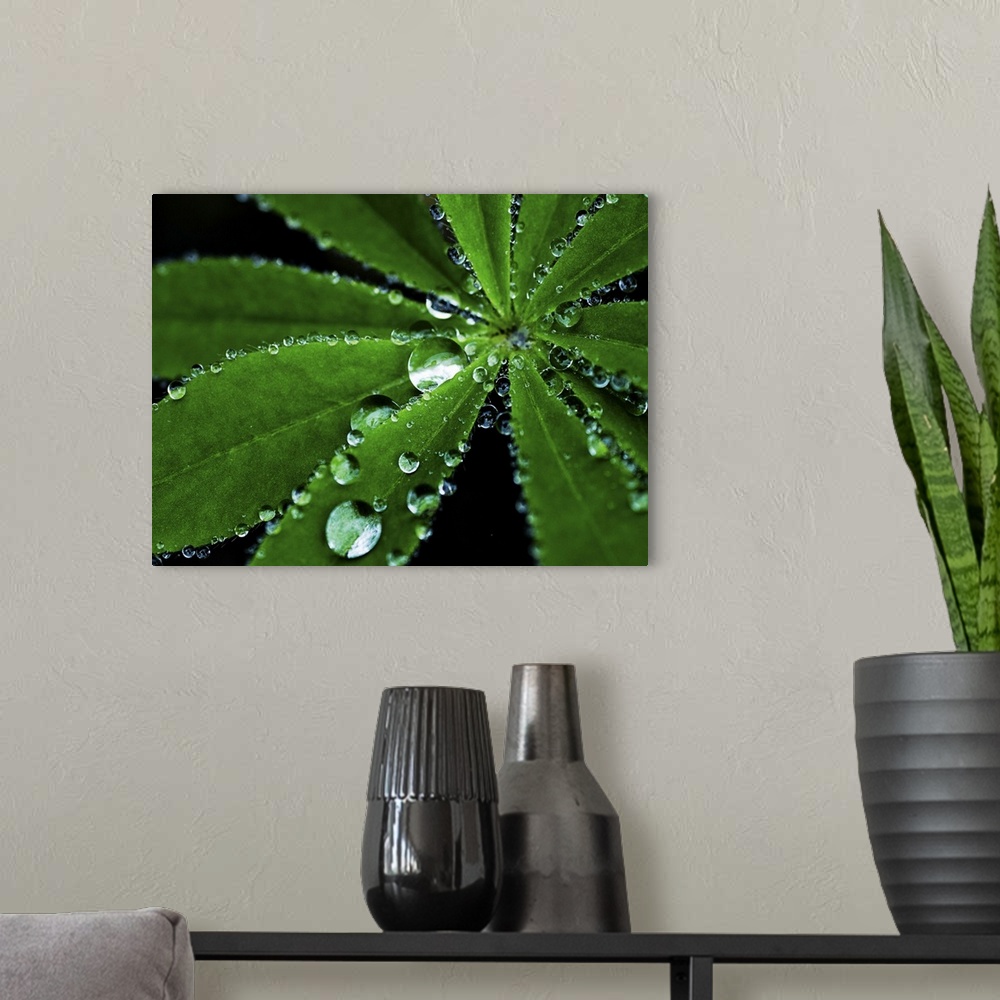 A modern room featuring Raindrops on a Lupin leaf.