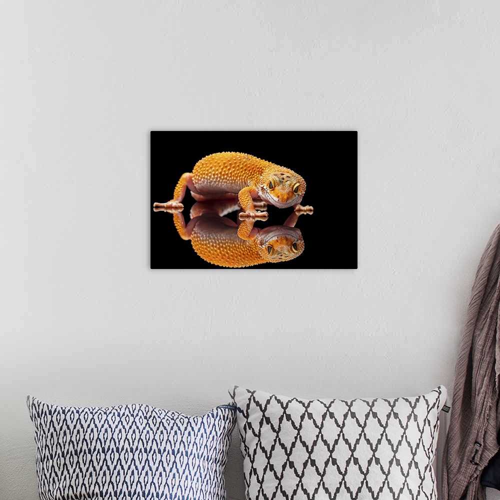 A bohemian room featuring A leopard gecko standing on a mirror with its reflection beneath it.