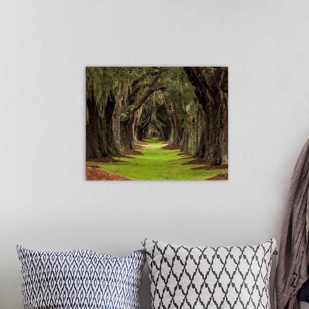 A bohemian room featuring Long Path Through The Oaks To An Unknown Destination