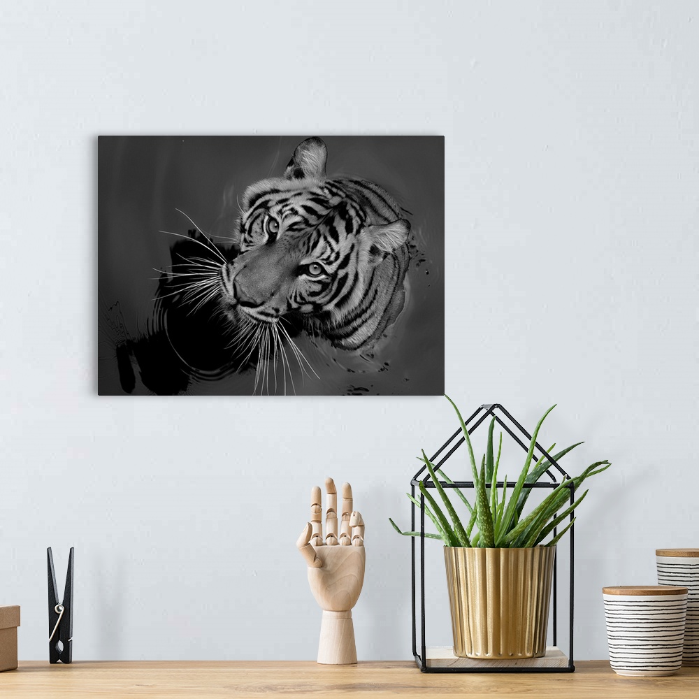 A bohemian room featuring Black and white portrait of a tiger sitting in water.