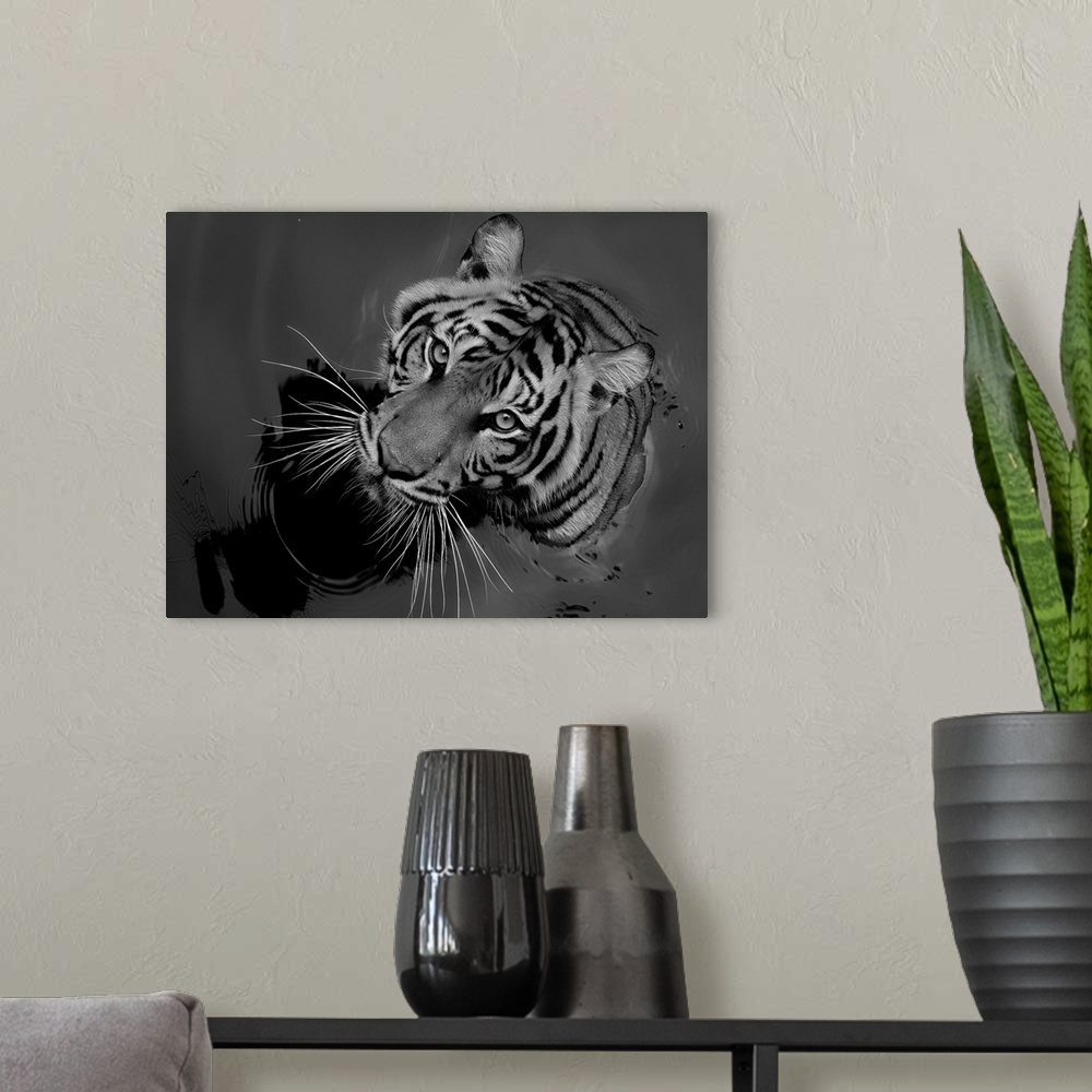 A modern room featuring Black and white portrait of a tiger sitting in water.