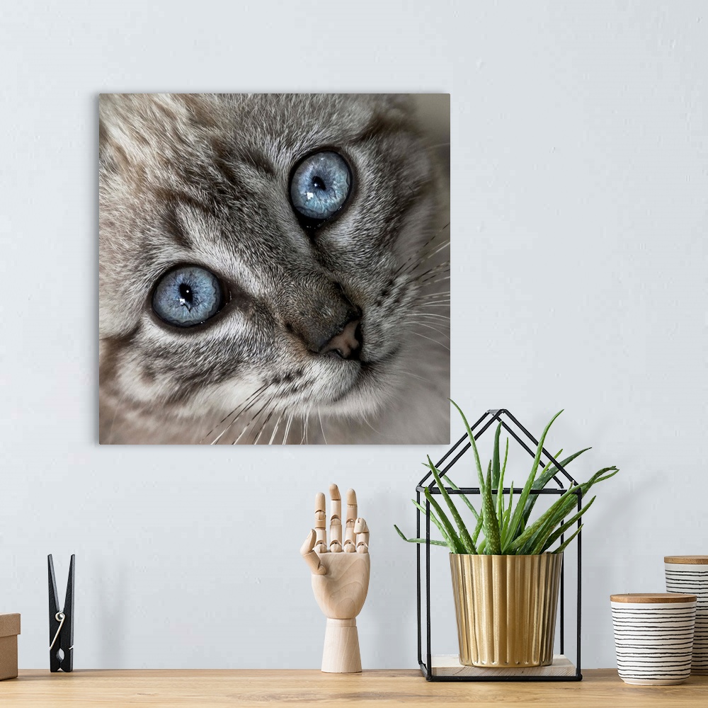 A bohemian room featuring A little grey kitten with bright blue eyes.