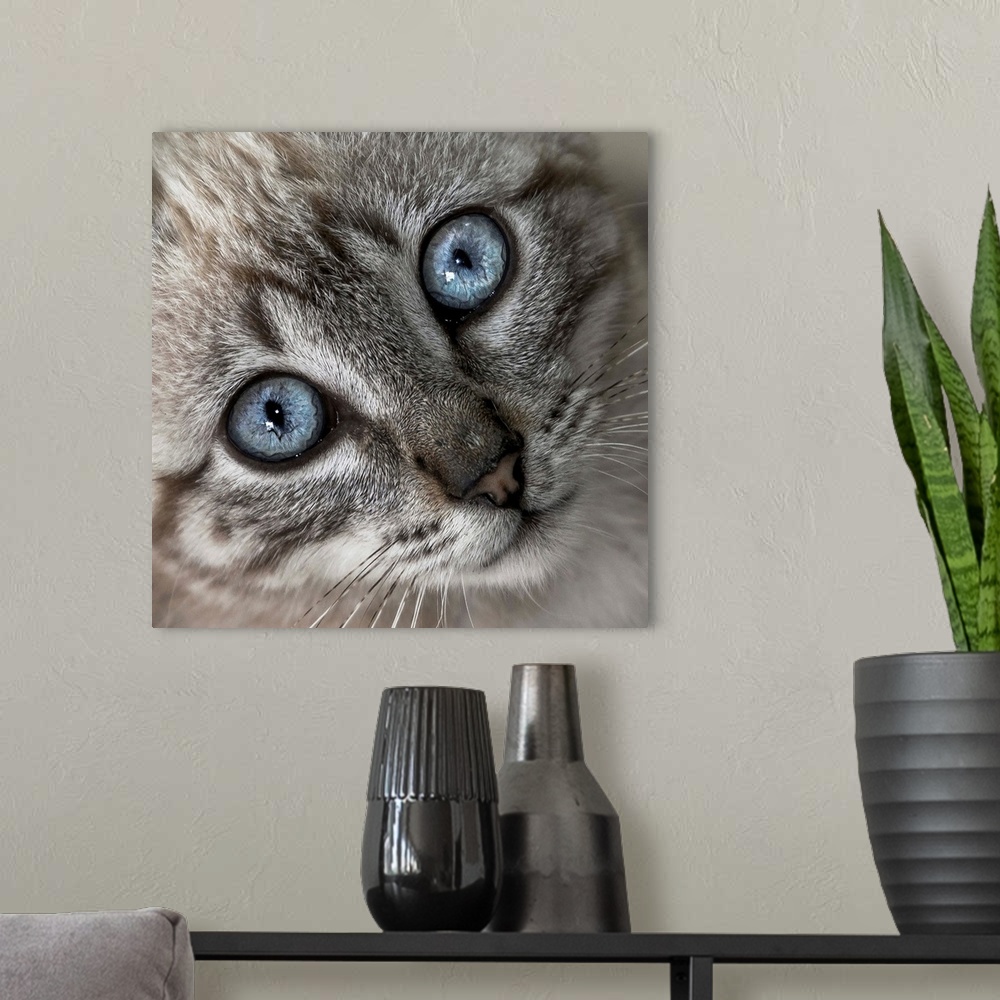 A modern room featuring A little grey kitten with bright blue eyes.