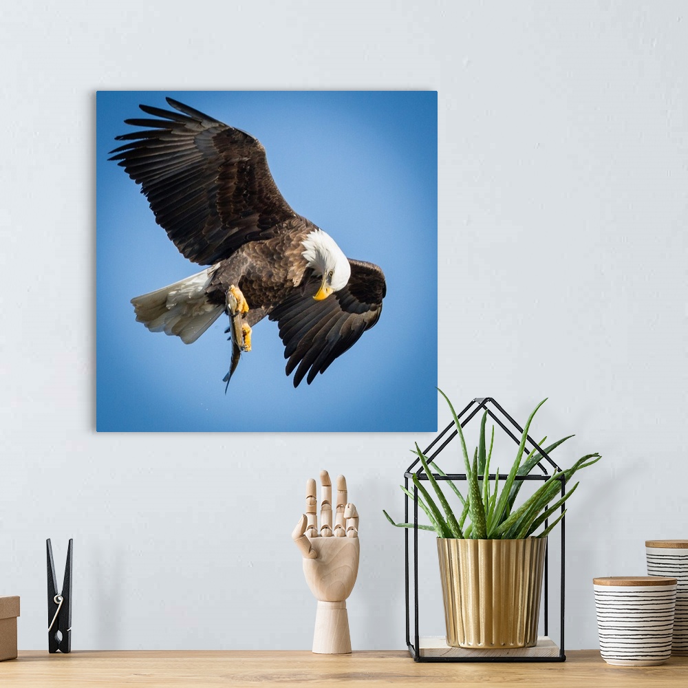 A bohemian room featuring A Bald Eagle looking at its prey in its talons in mid flight.