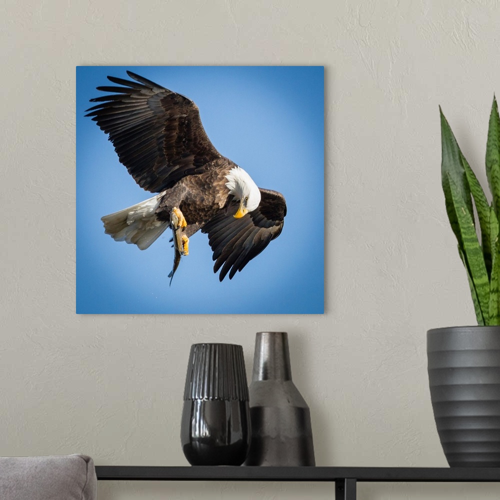 A modern room featuring A Bald Eagle looking at its prey in its talons in mid flight.