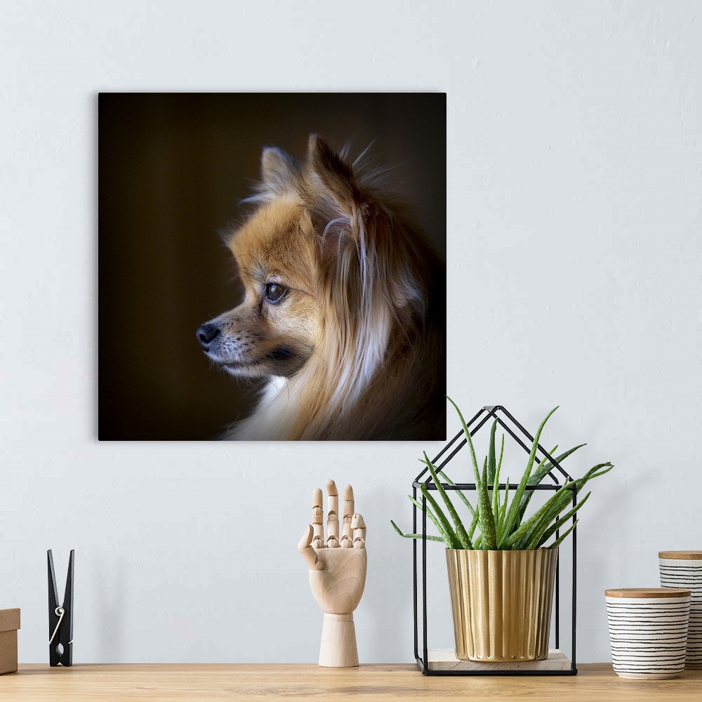 A bohemian room featuring Natural light image of a Pomeranian looking at the world go by.