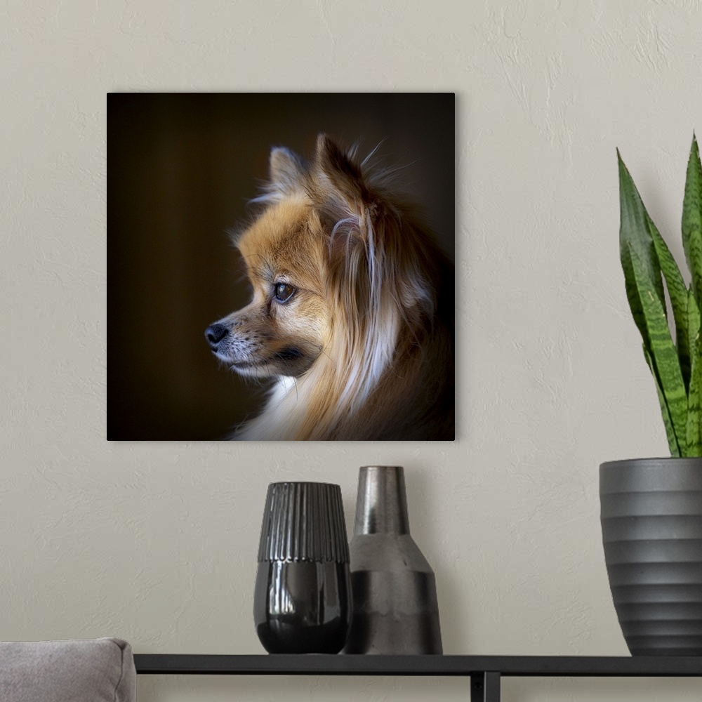 A modern room featuring Natural light image of a Pomeranian looking at the world go by.