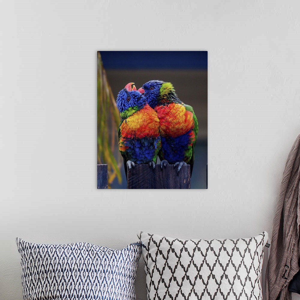 A bohemian room featuring Two colorful Lorikeets preening each other, a sign of affection.