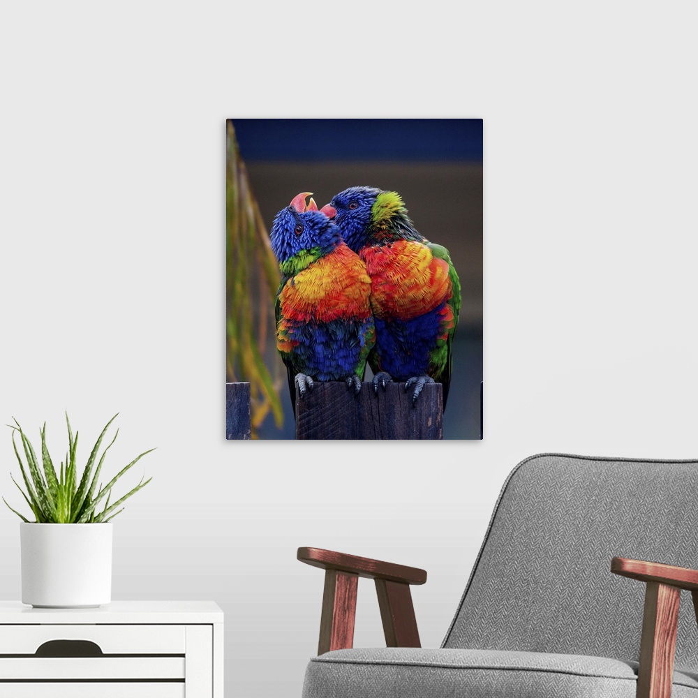A modern room featuring Two colorful Lorikeets preening each other, a sign of affection.