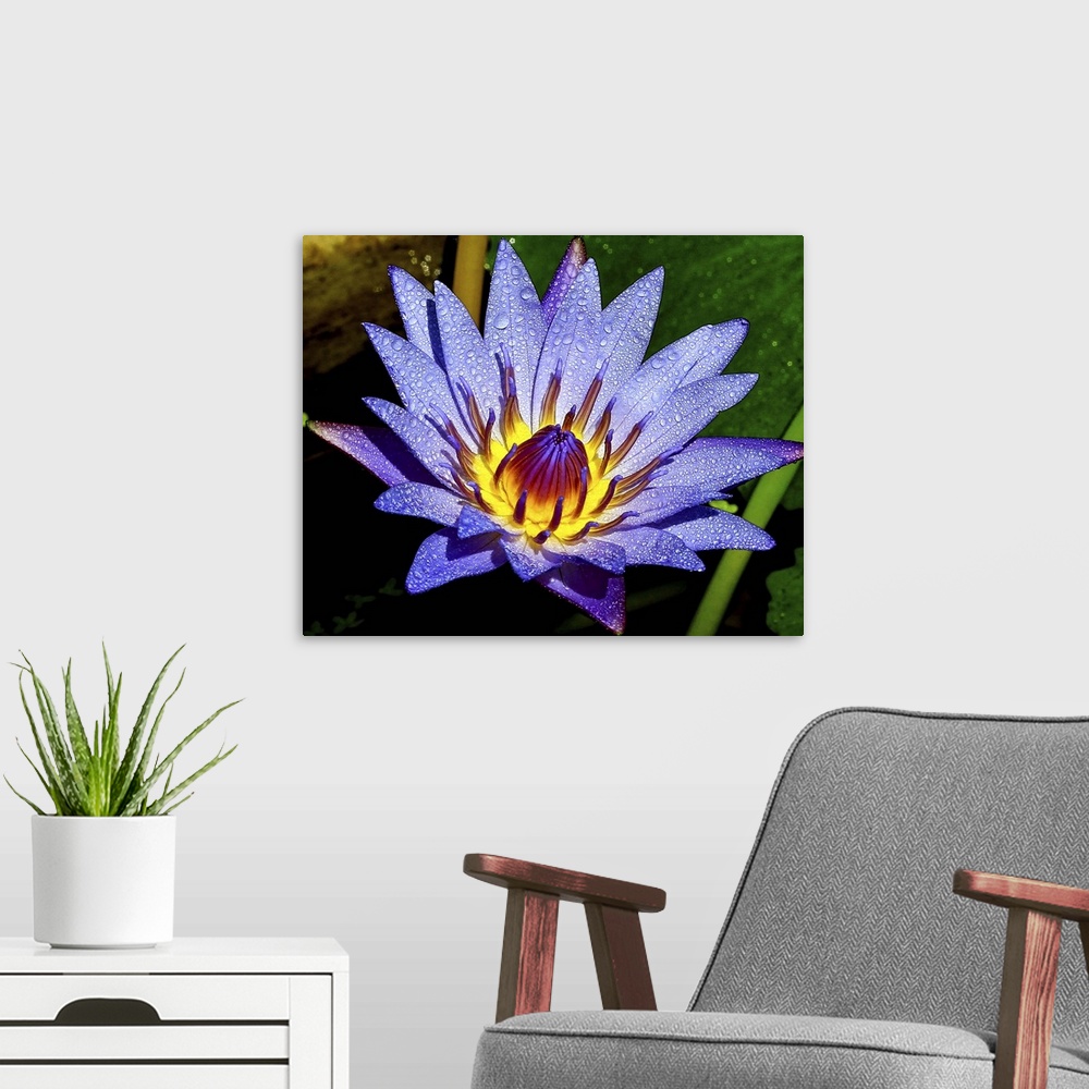 A modern room featuring A full bloom lotus.