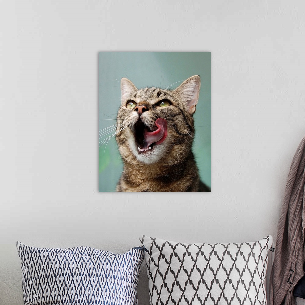 A bohemian room featuring A cute tabby cat licks its chops.