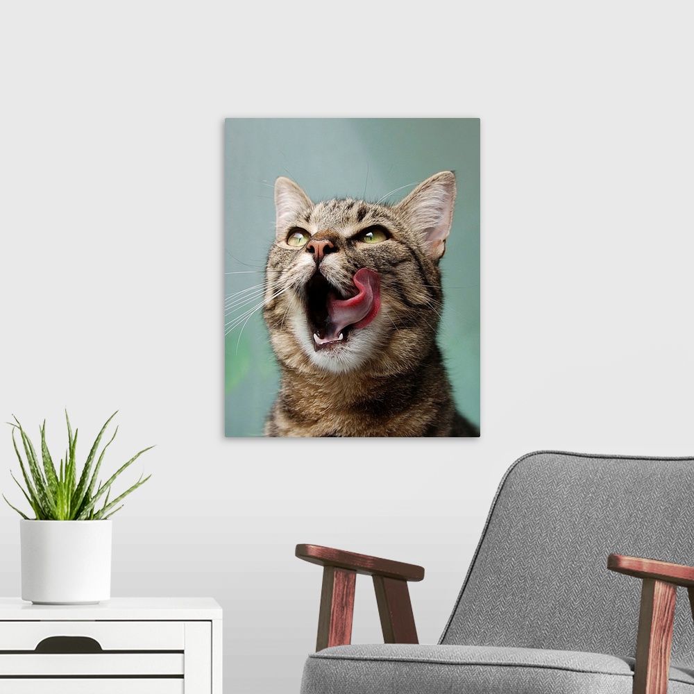 A modern room featuring A cute tabby cat licks its chops.