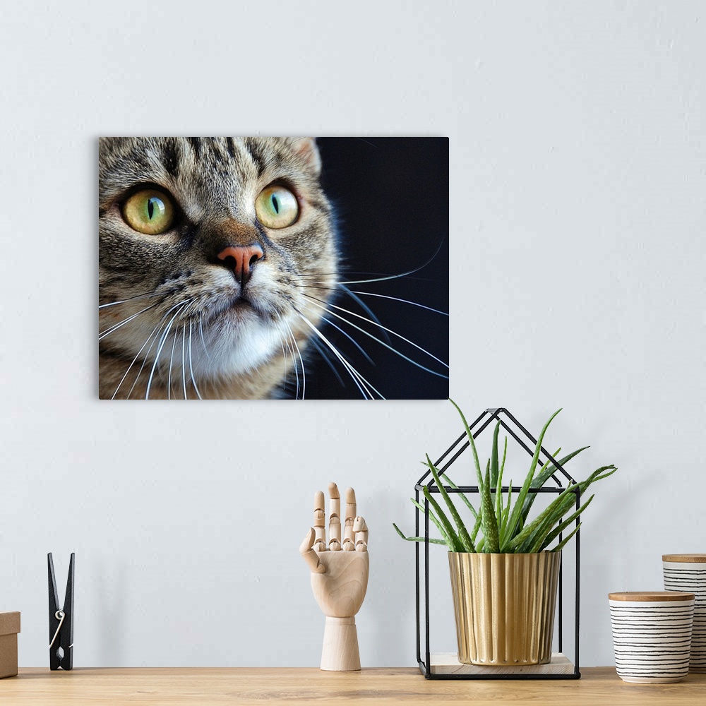 A bohemian room featuring Close up of a tabby cat with long whiskers and green eyes.