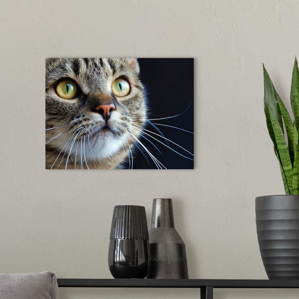 A modern room featuring Close up of a tabby cat with long whiskers and green eyes.