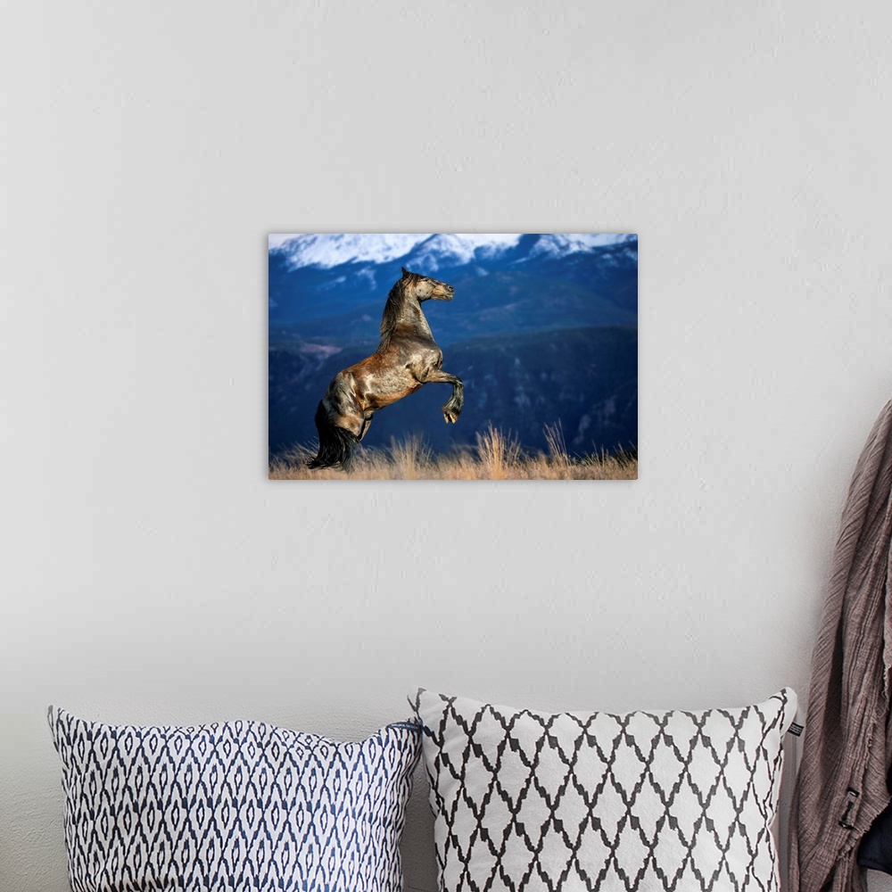 A bohemian room featuring Friesian horse in the Colorado Rockies.