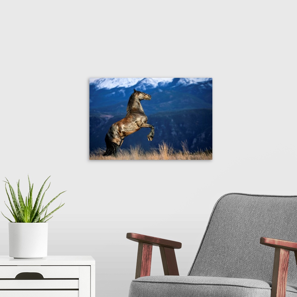 A modern room featuring Friesian horse in the Colorado Rockies.
