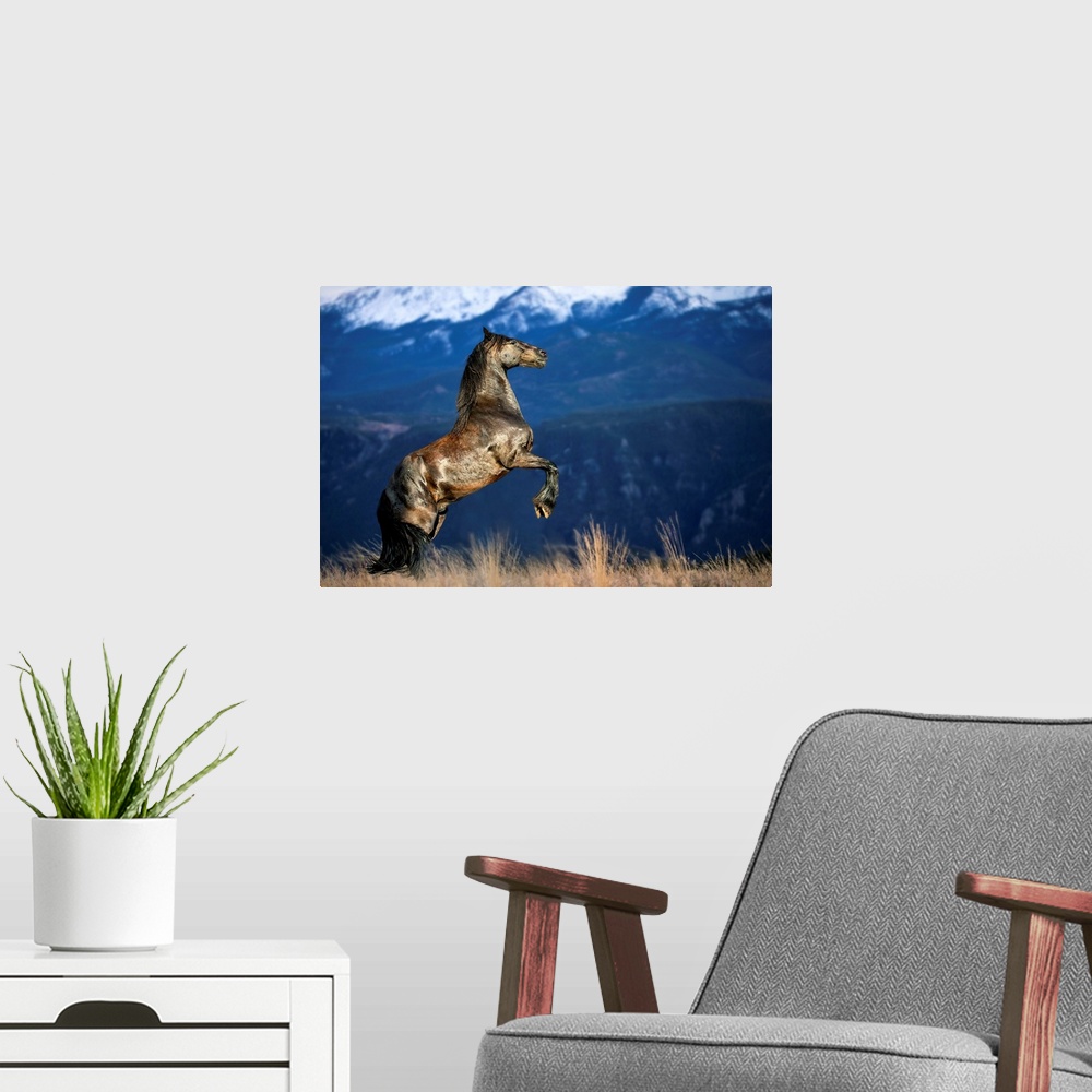 A modern room featuring Friesian horse in the Colorado Rockies.