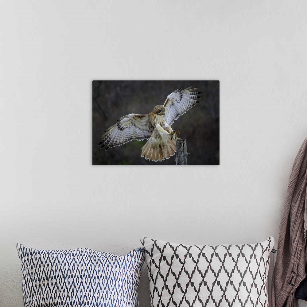 A bohemian room featuring A hawk showing off its beautiful wings as it lands on a branch.