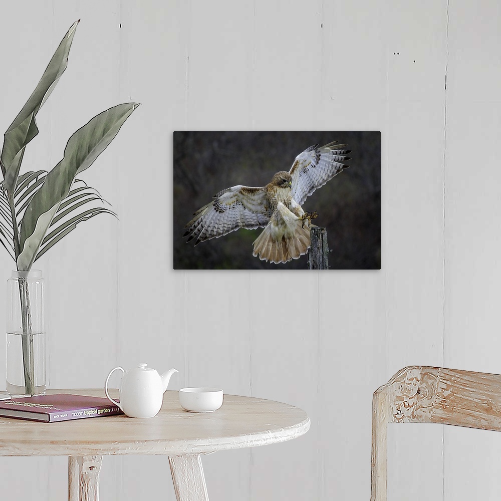 A farmhouse room featuring A hawk showing off its beautiful wings as it lands on a branch.