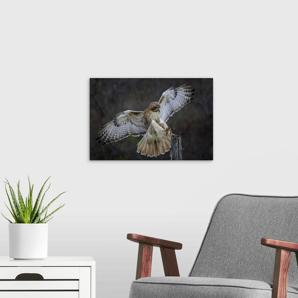 A modern room featuring A hawk showing off its beautiful wings as it lands on a branch.