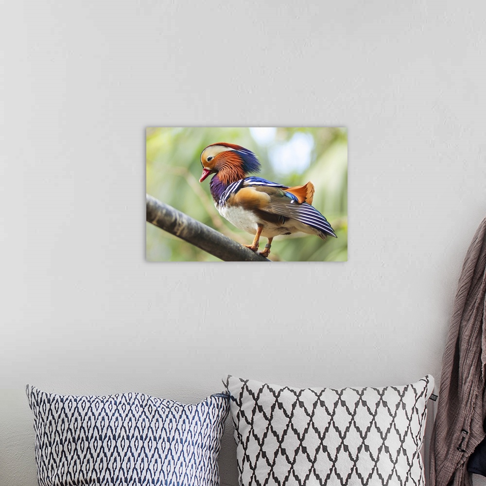 A bohemian room featuring Colorful Mandarin duck on wood branch