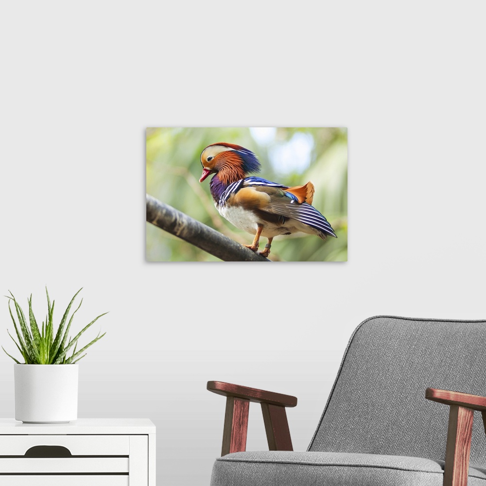 A modern room featuring Colorful Mandarin duck on wood branch