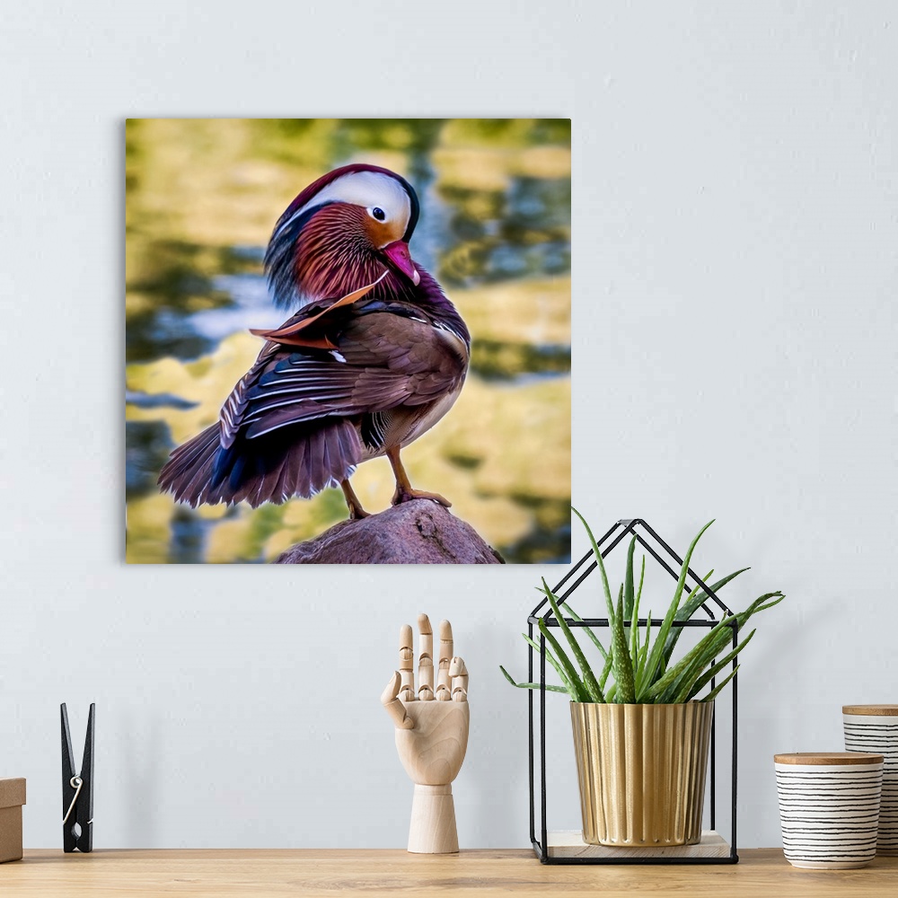 A bohemian room featuring A lovely male Mandarin Duck tanding and displaying on a rock.