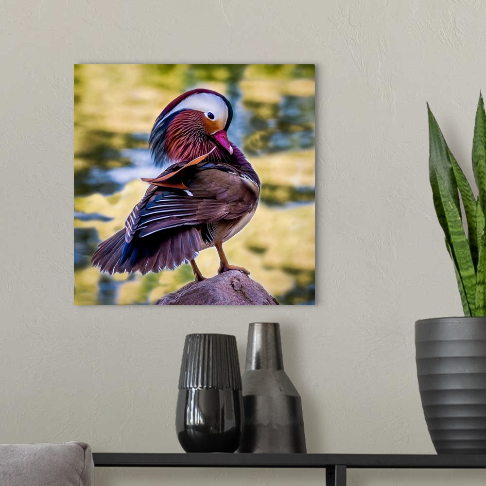 A modern room featuring A lovely male Mandarin Duck tanding and displaying on a rock.