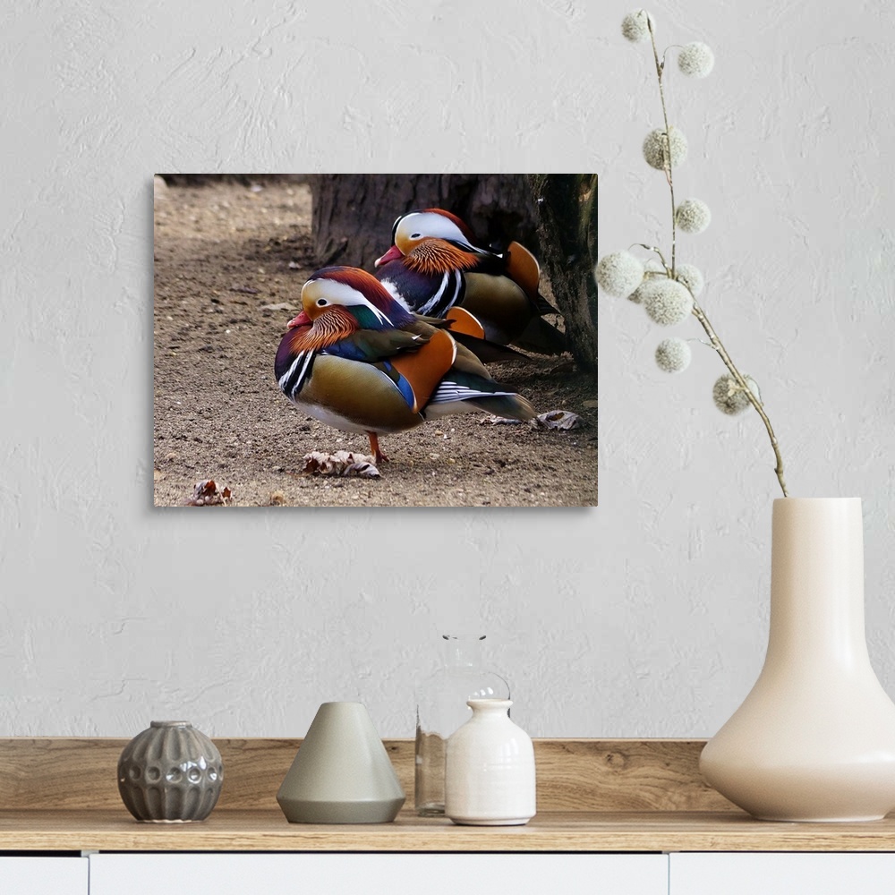 A farmhouse room featuring Two Mandarin Ducks in breeding plumage.