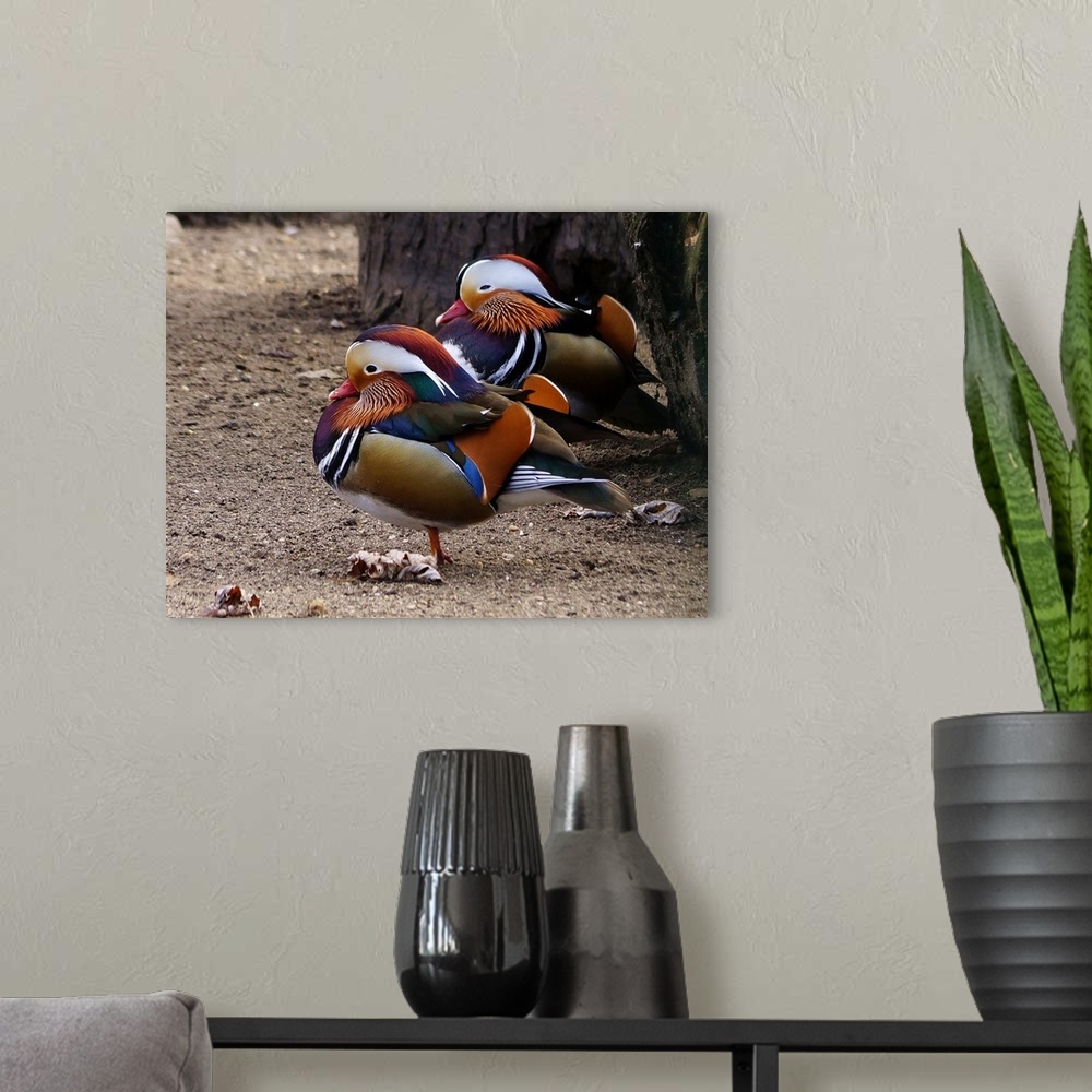 A modern room featuring Two Mandarin Ducks in breeding plumage.