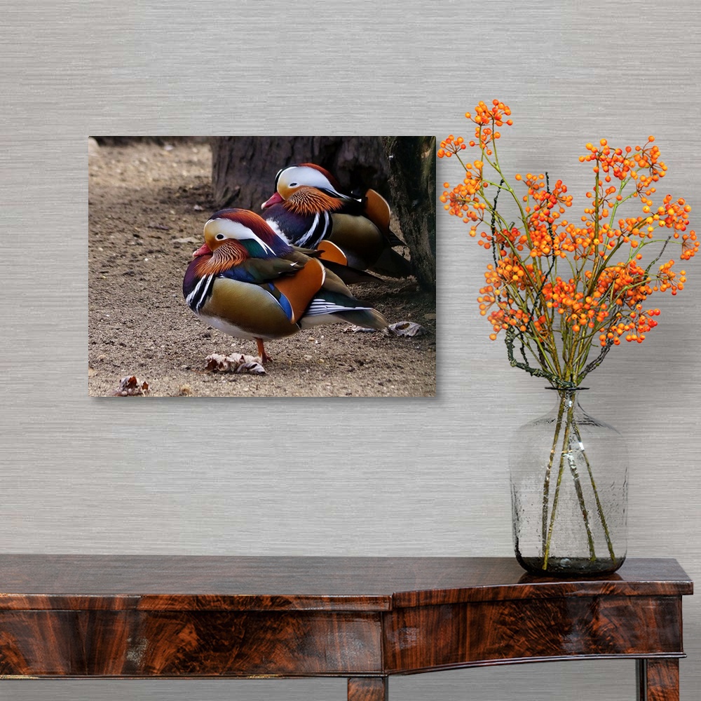 A traditional room featuring Two Mandarin Ducks in breeding plumage.